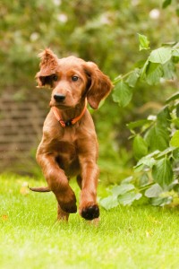 Irish Setter Welpe - Training, gerade im Welpenalter sollte Spaß machen.