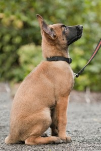 Malinois-Welpe, 10 Wochen, aufmerksam sitzend