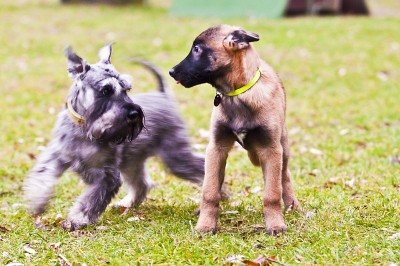 Seven beim Spielen mit Zwergschnauzer