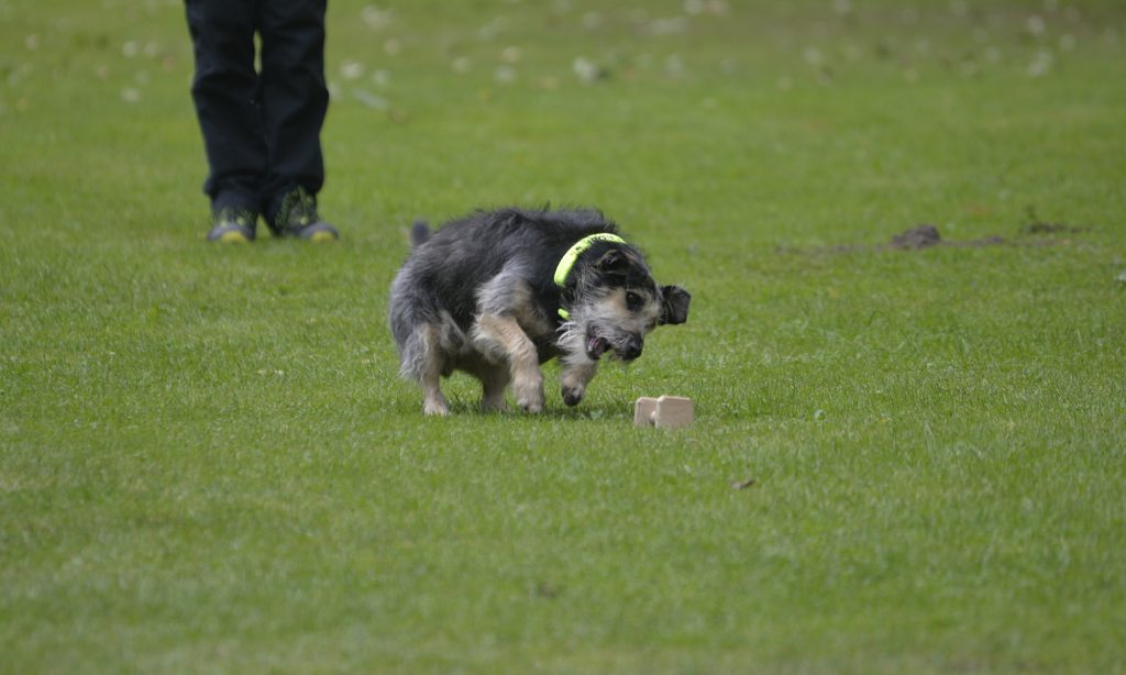 Prüfungsergebnisse aus Mülheim und DuisburgRehwiese Hundesportverein