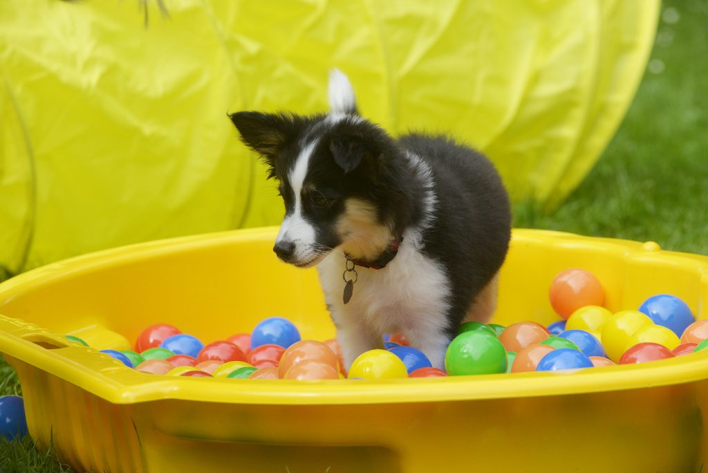 1. Welpenkurs im September für Welpen von 8 bis 18 Wochen