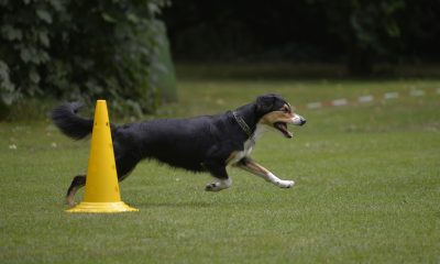 Marlee beim Umrunden des Pylons