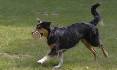 Martina mit Marlee, Klasse 1 Vorzüglich, 2. Platz