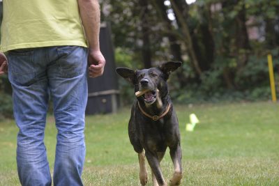 Frank Lessig mit Max, Klasse 3, 2. Platz mit 217 Punkte Gut.