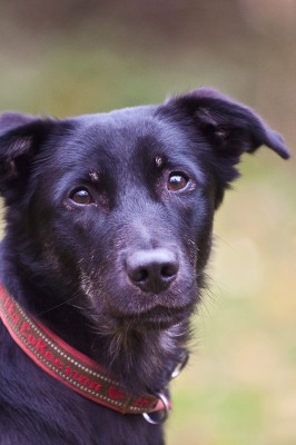 Momo - Besitzer: Marion Gansel