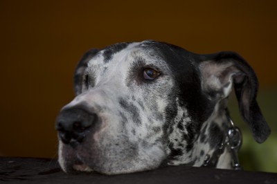 Bilbo - Deutsche Dogge (Eigentümer: Melanie Unterberg)