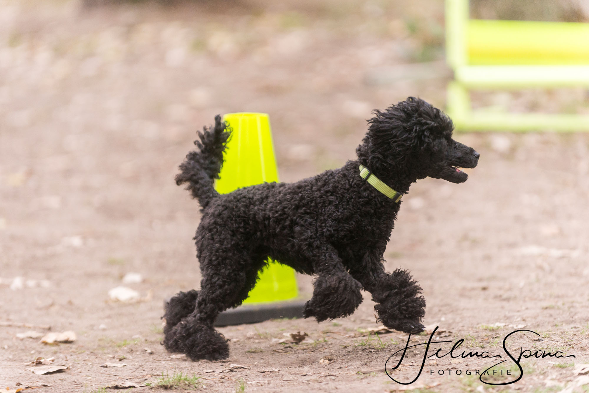 Bilder vom Obedience-Seminar mit Brigitte Lange