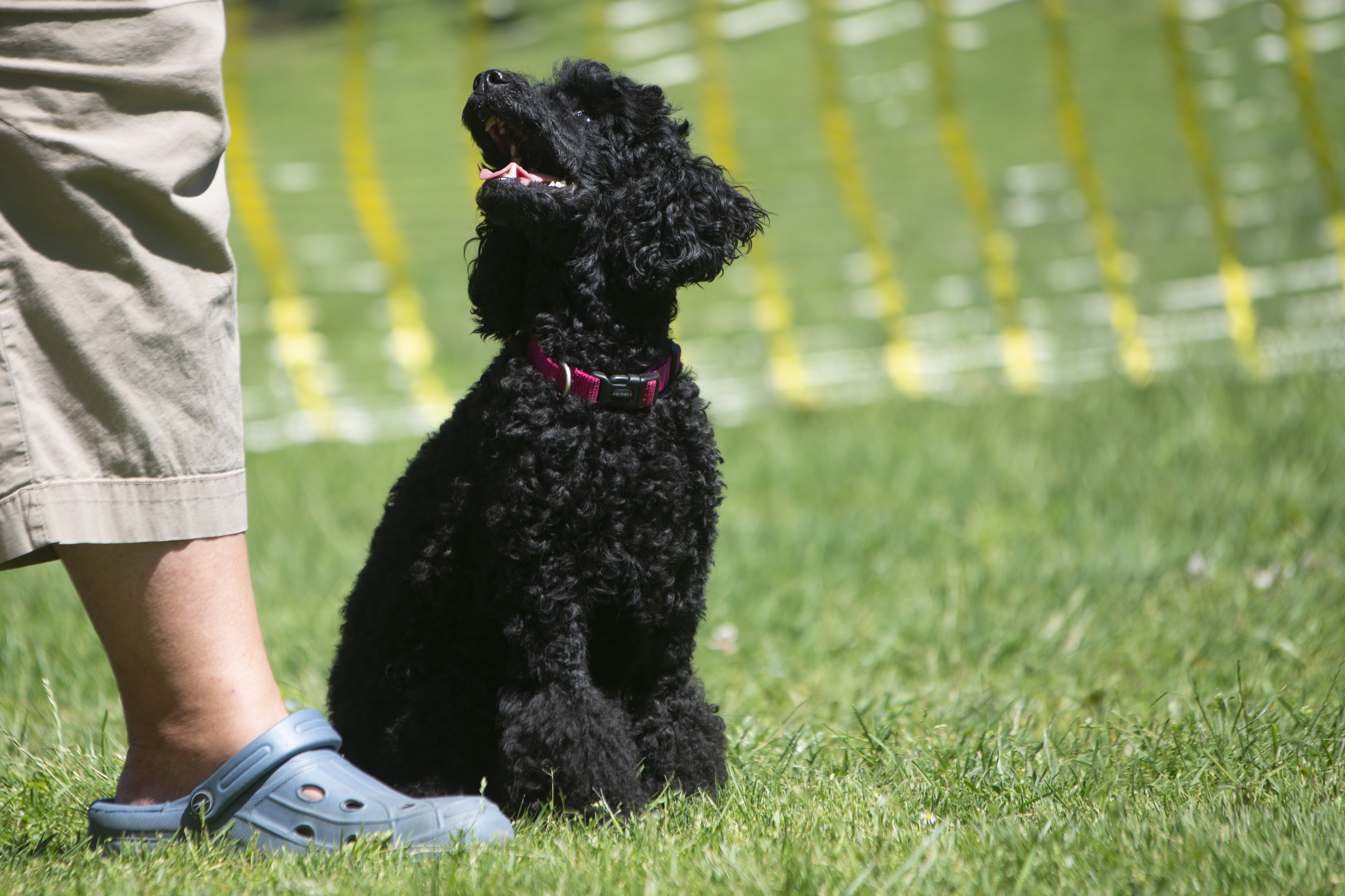 Begleithunde- und Obedience-Prüfung am 12./13. Juli 2019