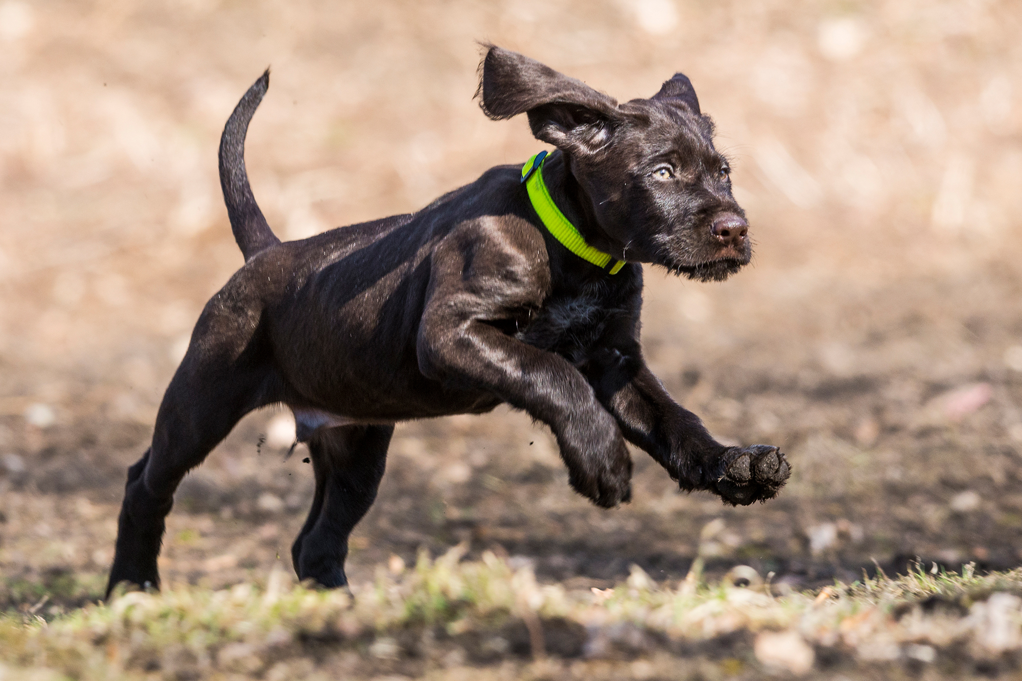 Rückruf mit Spaß – so funktioniert es bei jedem Hund!