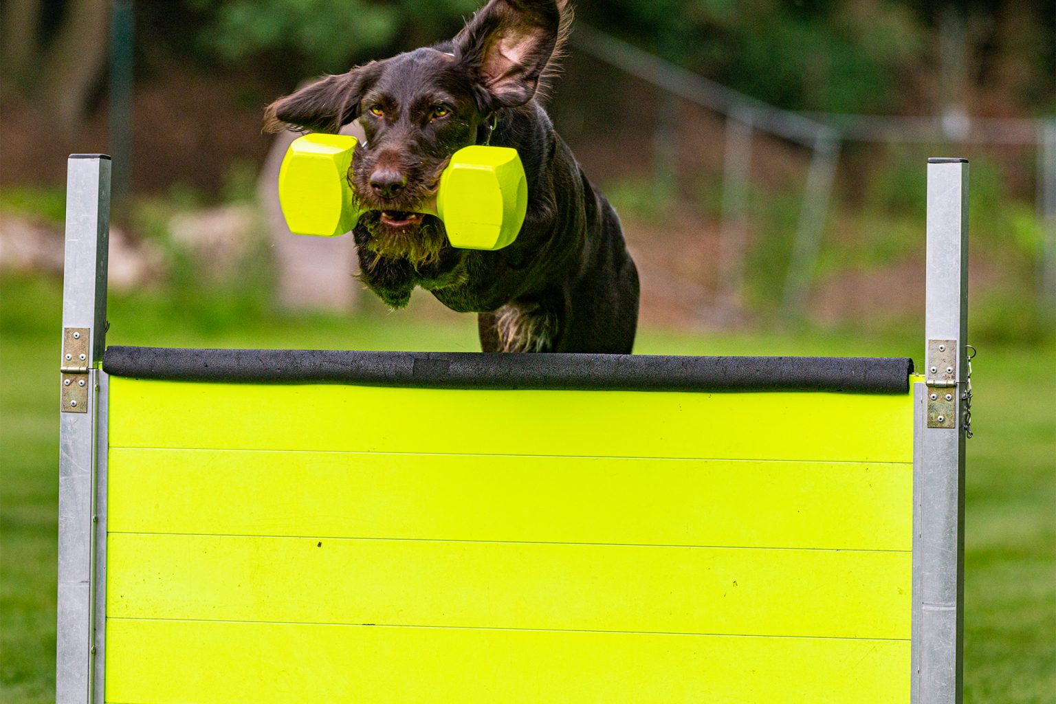 Aktuelle Bilder der IGP-Gruppe – Hundesportverein Crazy-Dogs Niederrhein