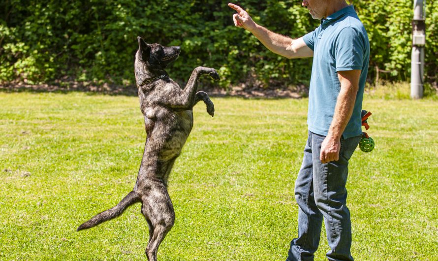 Der Trick mit dem Hund