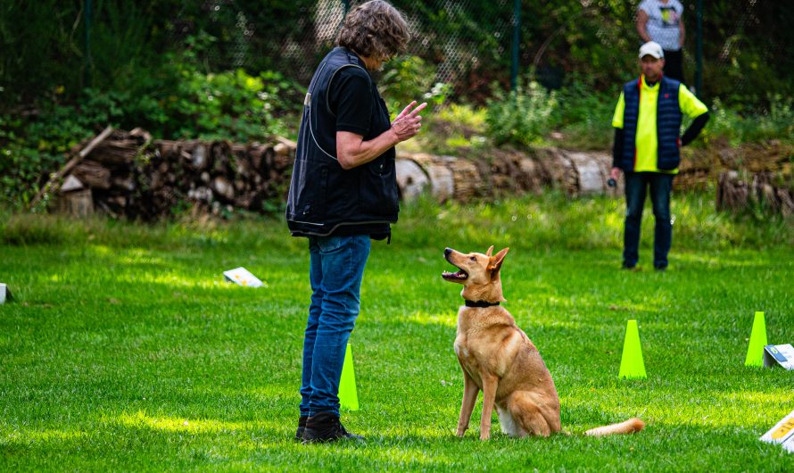 Rally-Obedience Turnier am 24.08.2024