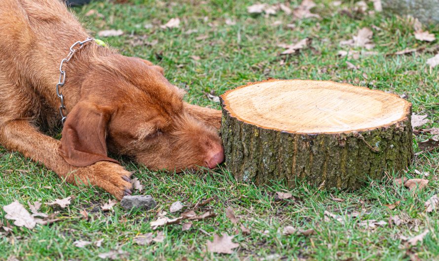 Spürhundsport – Neues sportliches Angebot!