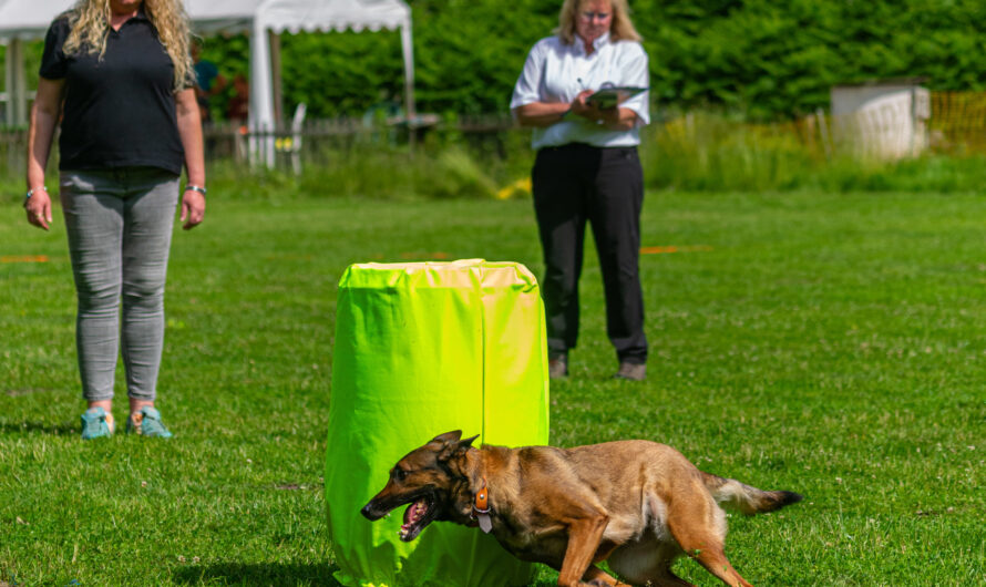 Rückblick Obedience/Begleithunde-Frühjahrsprüfung