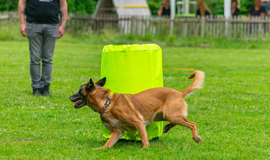 Obedience-Individual-Seminar mit Brigitte Lange