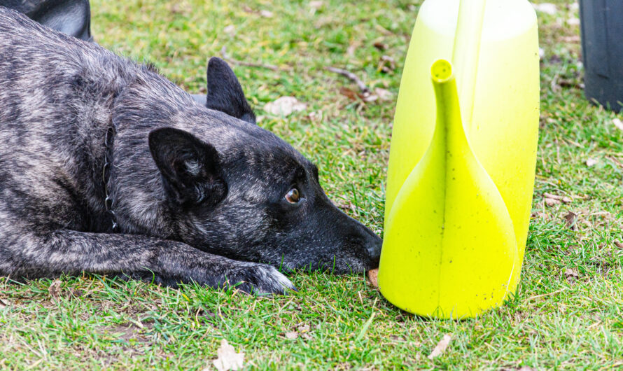 Spürhundsport-Prüfung am 18. Oktober 2025
