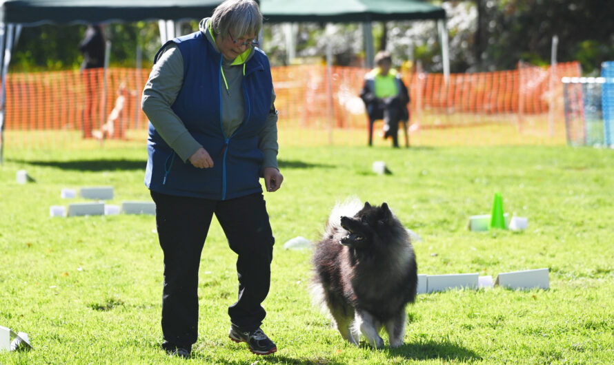 ACHTUNG, Rally-Obedience fällt heute aus.