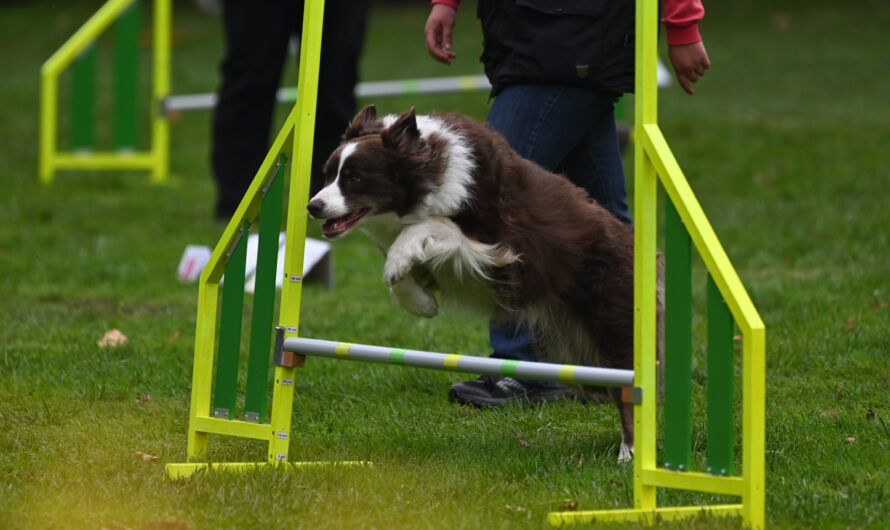 Rückblick – Rally-Obedience Turnier