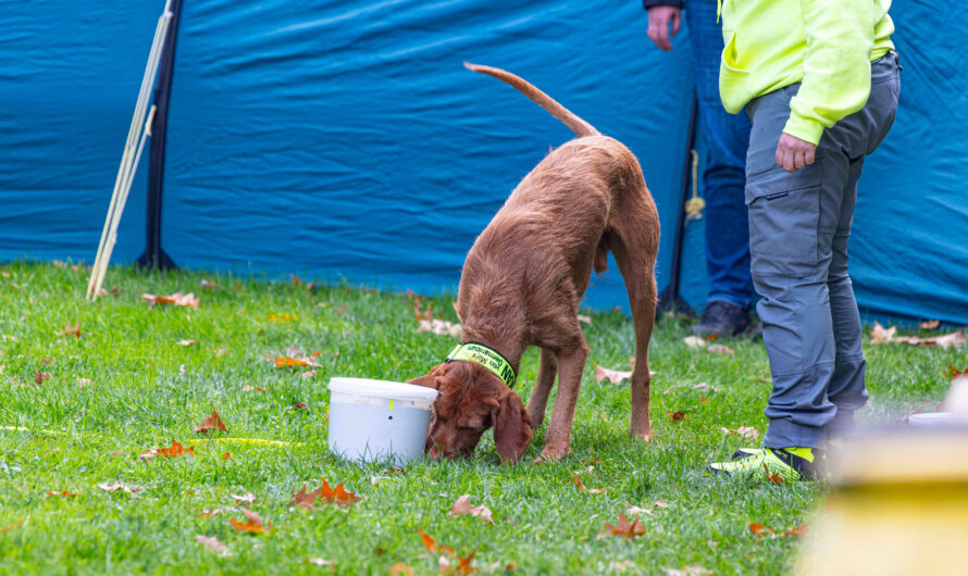 Erste erfolgreiche Spürhundsportprüfung